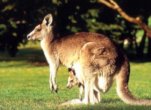 kangaroo-mother-with-baby-animal-wallpapers