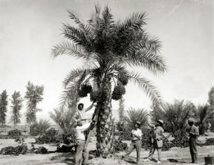 With use of a ladder, farmers harvest fruit from a date palm