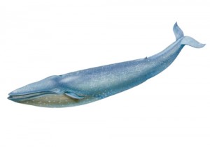 Blue Whale1