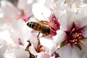 Honeybee-Flowers-Bee03