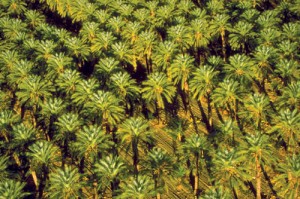 Aerial View of Date Palm Farm
