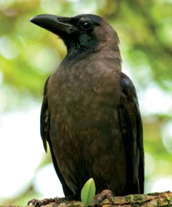 Indian_Crow