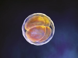 90c (embryo)