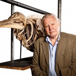 Attenborough:  60 Years in the Wild