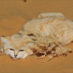 50499733_sand-cat-rabeil