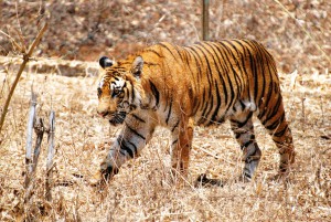Bengal_Tiger_Karnataka