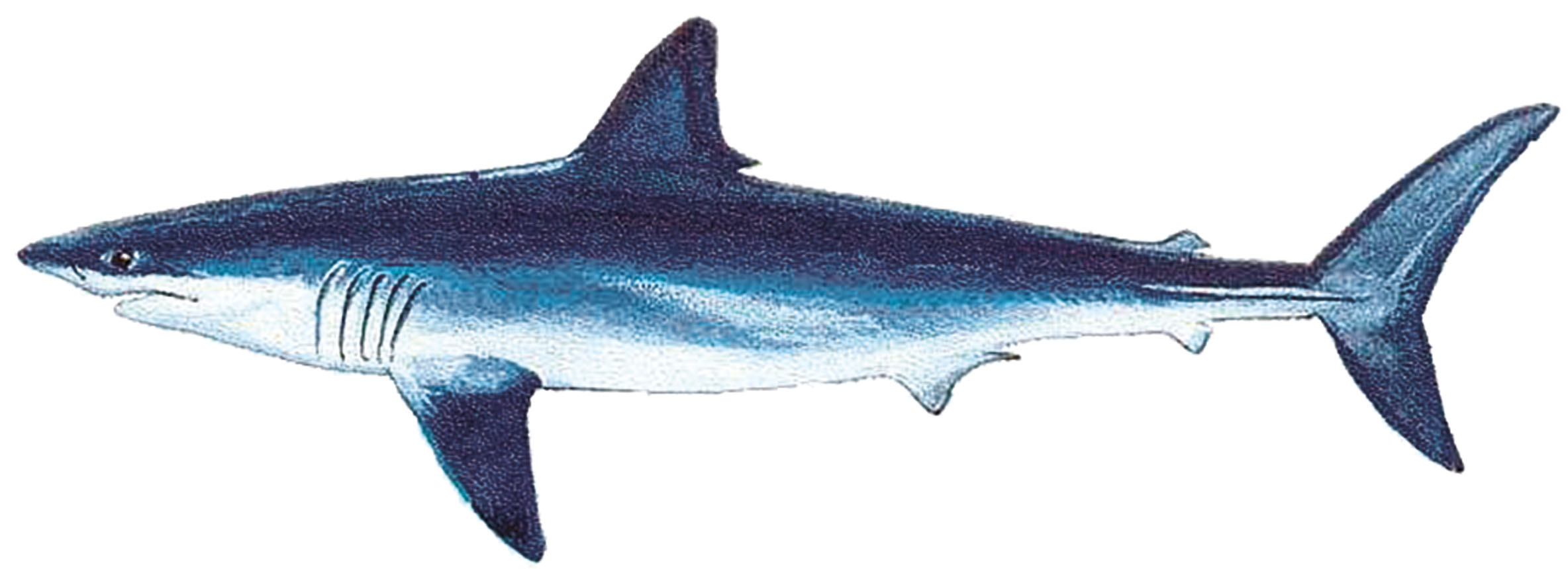Синяя акула на белом фоне